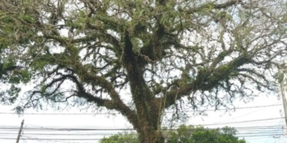 UEPG e Secretaria de Meio Ambiente catalogam as árvores de PG