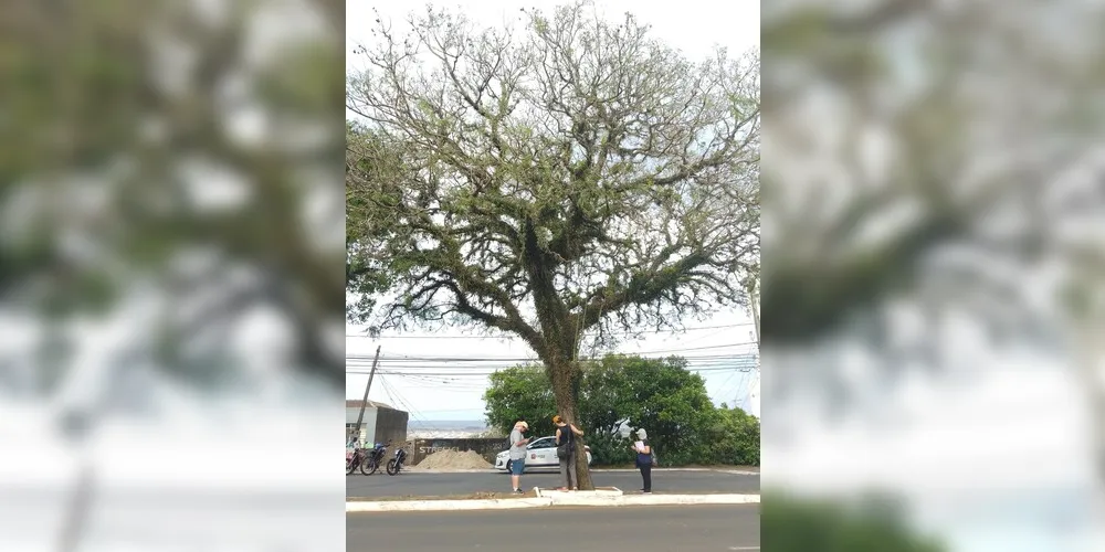 UEPG e Secretaria de Meio Ambiente catalogam as árvores de PG