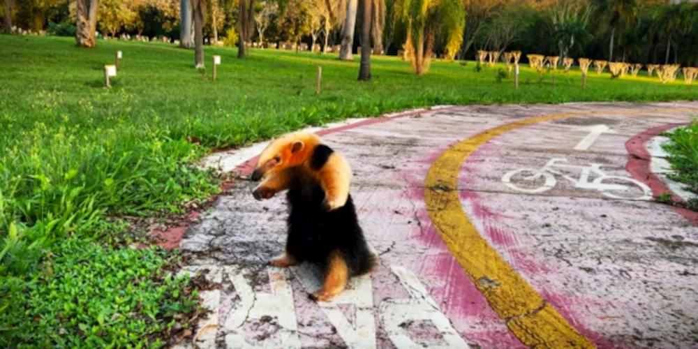 Animal foi registrado na última semana por um funcionário da Itaipu