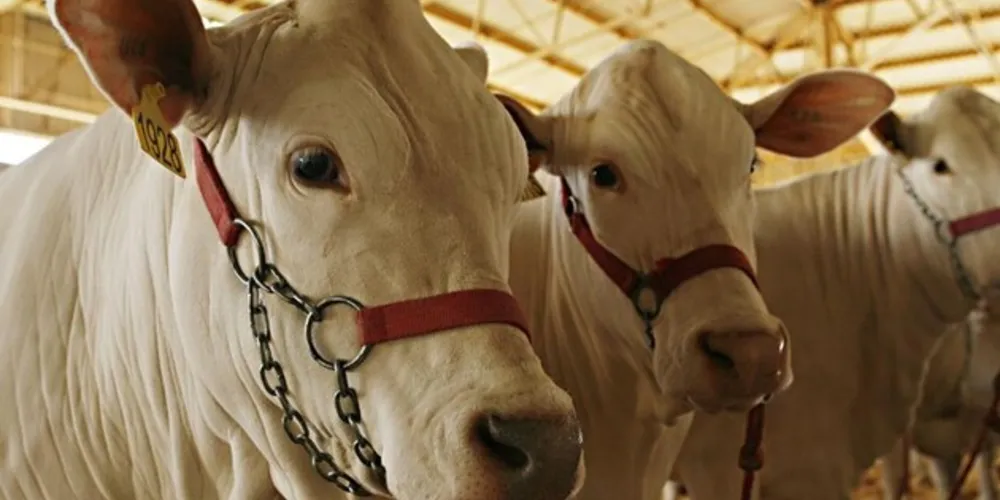 Outro atrativo para o público serão as exposições de ovinos e bovinos, com mais de mil animais de várias raças