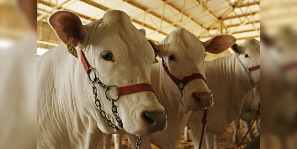 Outro atrativo para o público serão as exposições de ovinos e bovinos, com mais de mil animais de várias raças