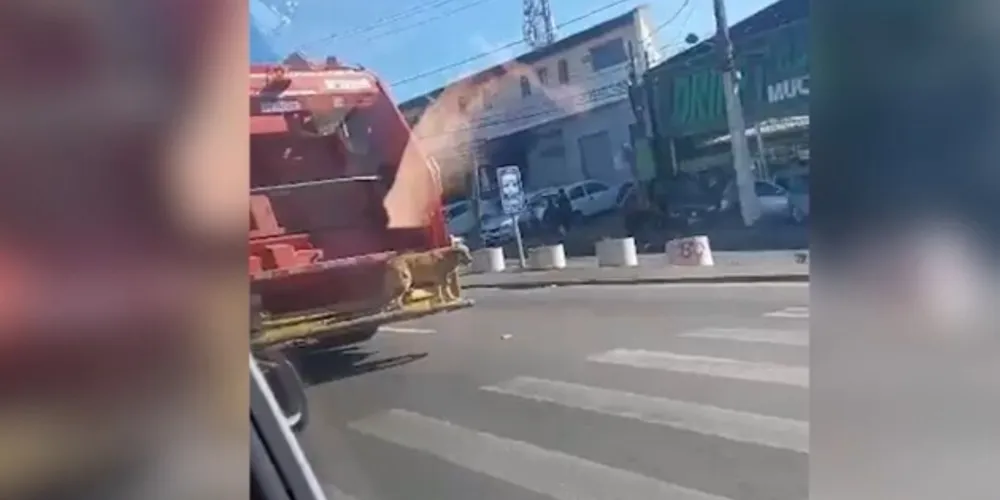 Caramelo age naturalmente e parece curtir o passeio