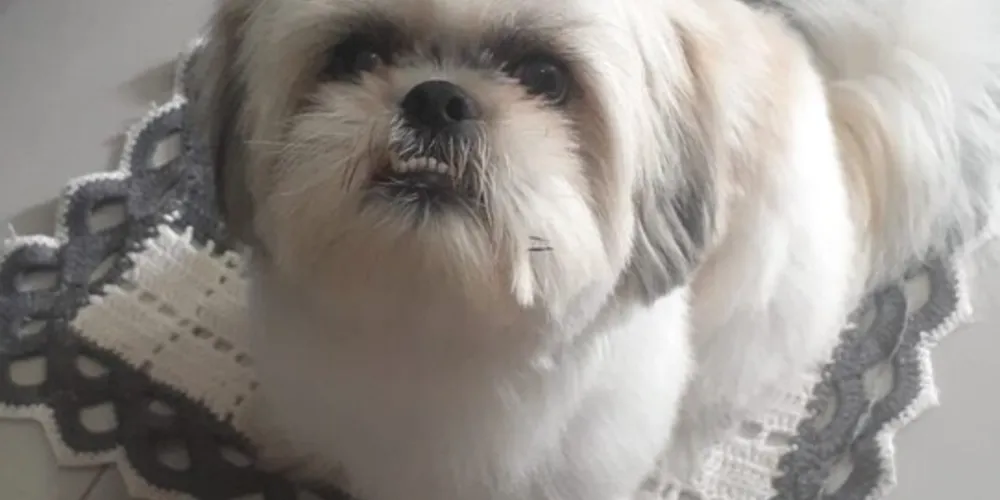 ‘Baby’ fugiu próximo ao mercado lupri, no Jardim Itapoá, nesta quarta-feira