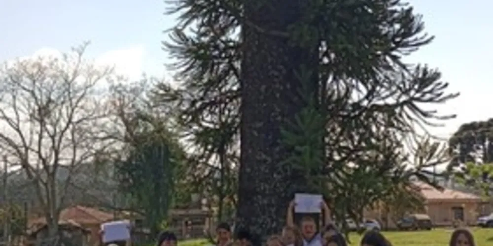 Os alunos realizaram pesquisas sobre as características da árvore e conheceram a lenda de origem da espécie