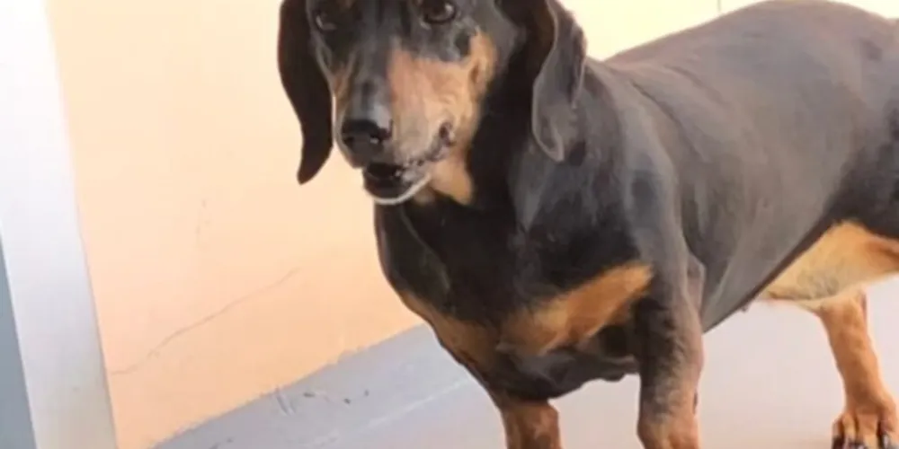 Animal é da raça Dachshund, conhecida popularmente como 'salsichinha'