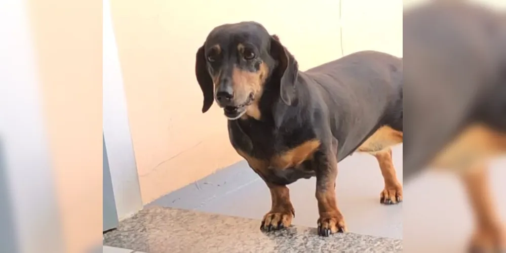 Animal é da raça Dachshund, conhecida popularmente como 'salsichinha'