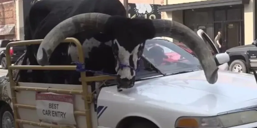 Raça é conhecida por ter chifres muito grandes, de até 93 centímetros