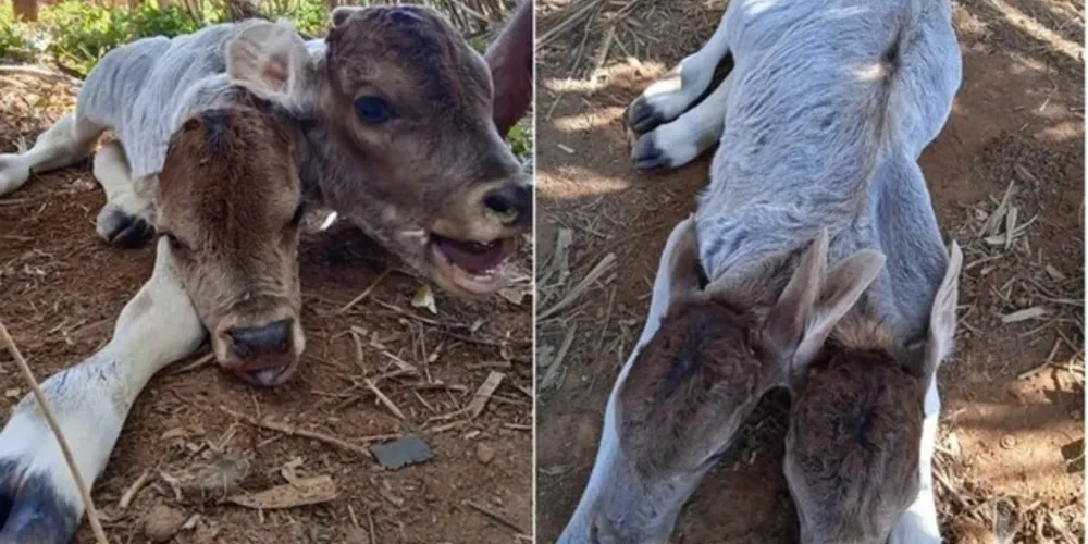 A bezerra não resistiu e faleceu na manhã de domingo (3)
