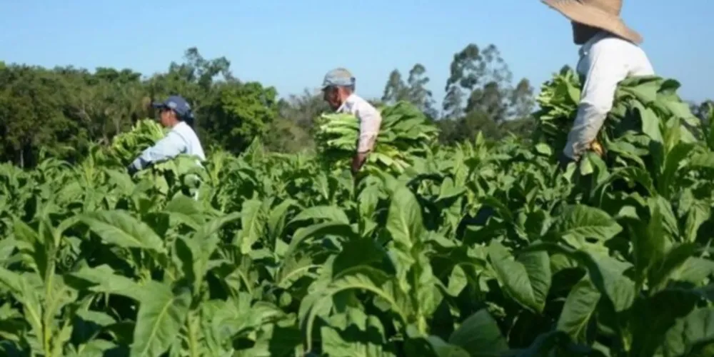 À nível nacional, São João do Triunfo, que produziu 20.058 toneladas na safra 2022/2023, ficou atrás apenas do município de Canguçu, no Rio Grande do Sul