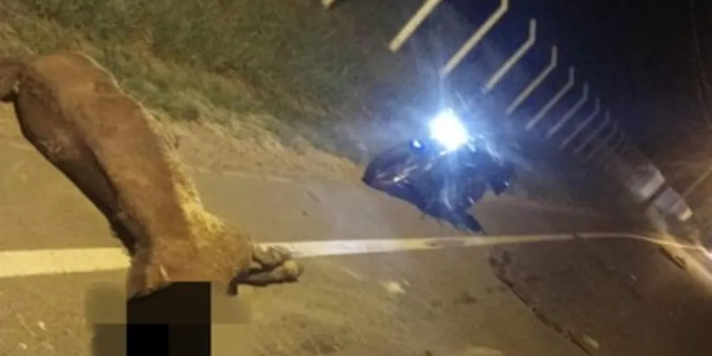 Equipes de socorro foram acionadas até o local da ocorrência para prestar atendimento