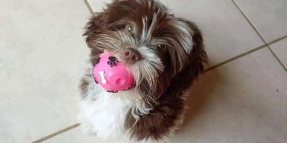 A cirurgia tem um custo total de R$ 9 mil e a família precisaria de uma ajuda de custo para viabilizar a operação