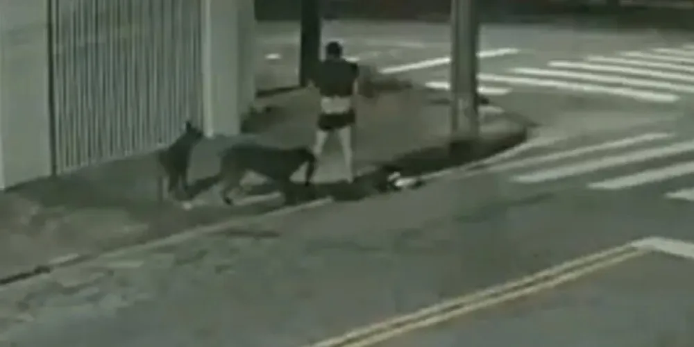 As imagens das câmeras de segurança mostram a vítima tentando escapar das mordidas