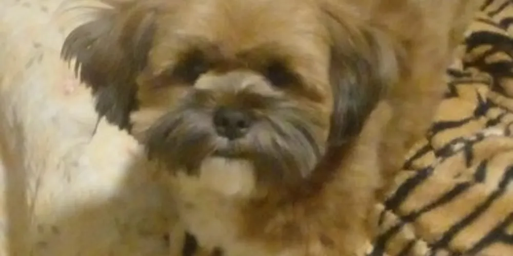 'Mell' está novamente com a família