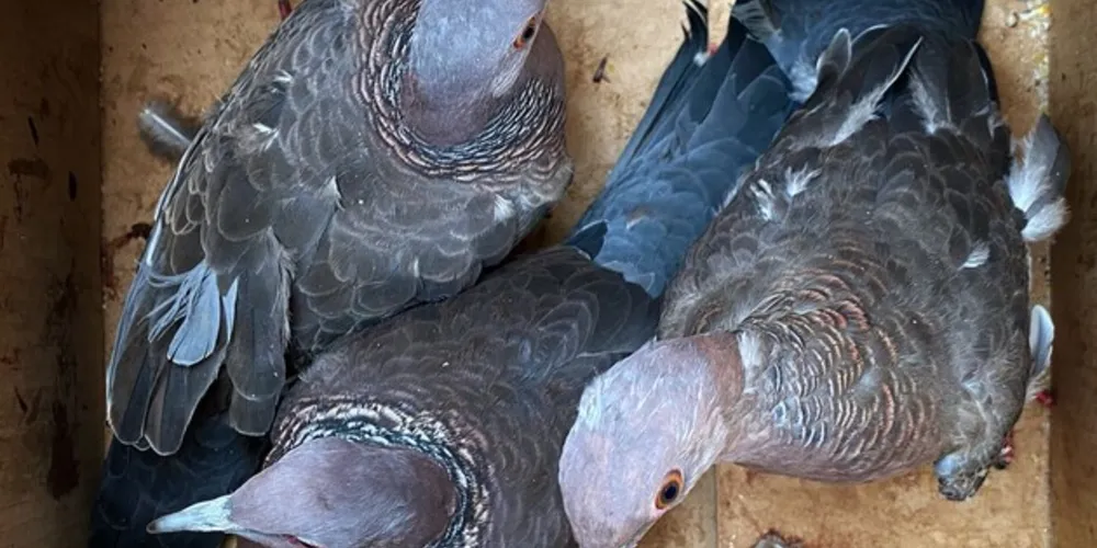As Equipes da Delegacia de Polícia Civil de Palmeira e Polícia Militar Ambiental, em ação conjunta e integrada, cumpriram um mandado de busca e apreensão na manhã desta segunda-feira (11)