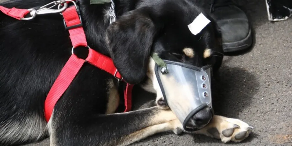 Programa 'Castração Animal' é realizado pela Prefeitura de Ponta Grossa