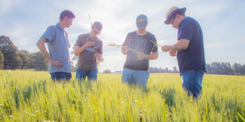 A Leptodelphax maculigera se alimenta de culturas do milho e trigo, e foi descoberta no PR
