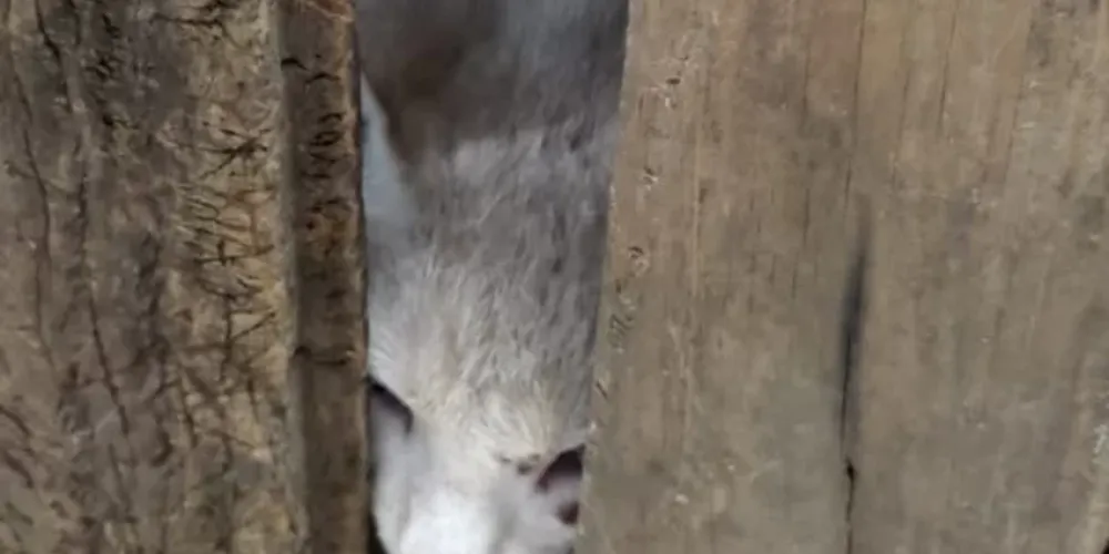 Homem confeccionou a armadilha colocando um pedaço de mortadela como isca