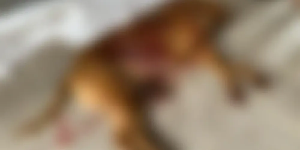 Os tutores do pitbull negam que o cão tenha atacado o agressor