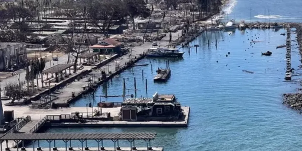 Segundo o The Guardian, os cães farejadores só cobriram 3% da área total de buscas