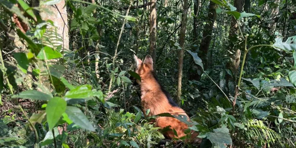Animal foi resgatado, passou por uma consulta, e liberado na natureza