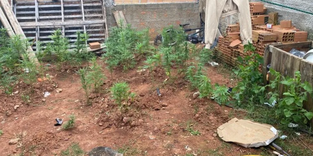 Polícia descobre plantação de maconha na Nova Rússia