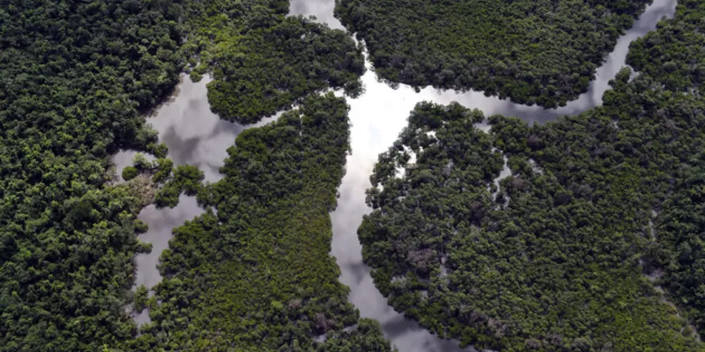 Paraná foi o estado do País que mais reduziu o desmatamento ilegal da Mata Atlântica com queda de 54%