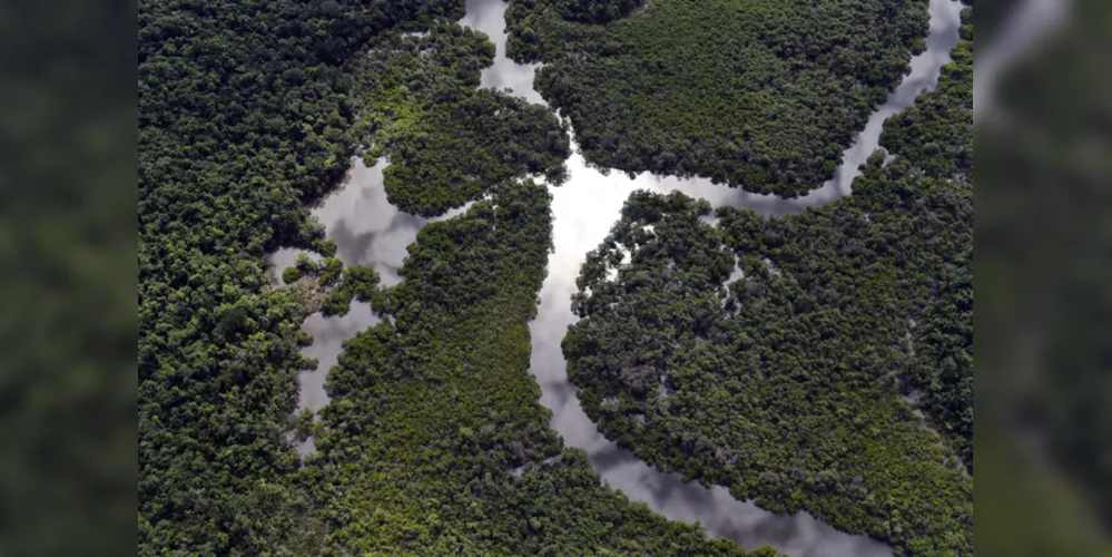 Paraná foi o estado do País que mais reduziu o desmatamento ilegal da Mata Atlântica com queda de 54%