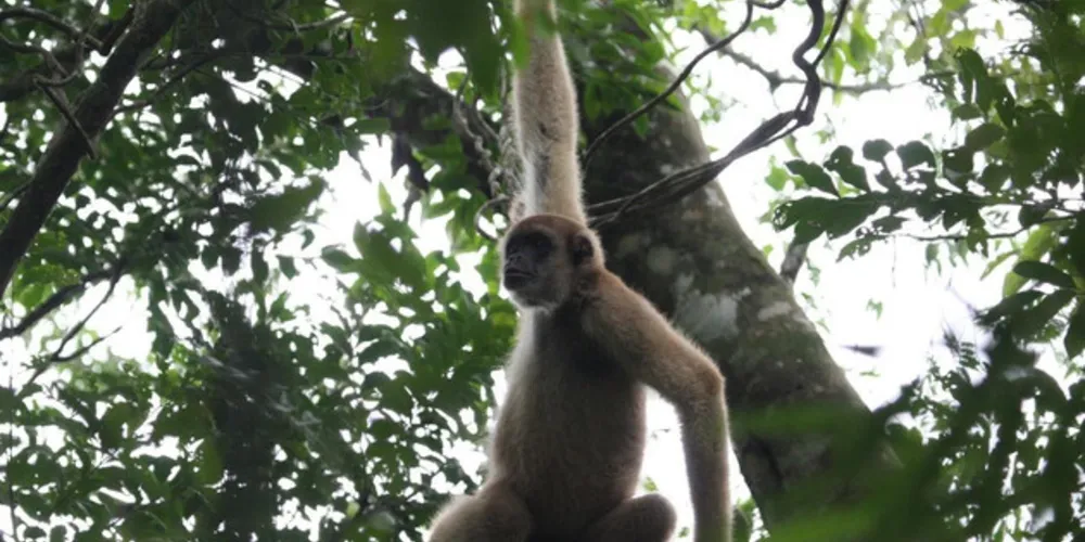 A população dos muriquis-do-sul é pequena e corre perigo de desaparecer