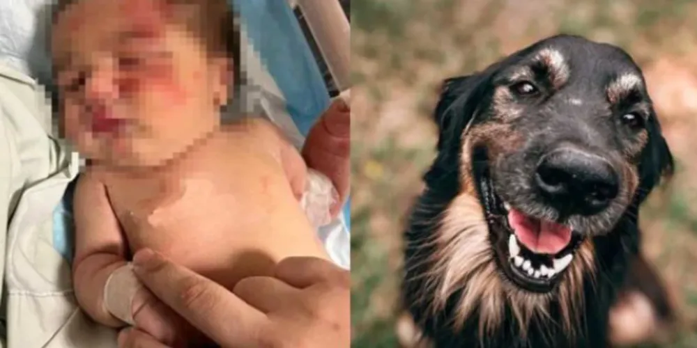 O choro da bebê, vindo do saco encontrado e carregado pelo cachorro, atraiu a atenção de um pedestre