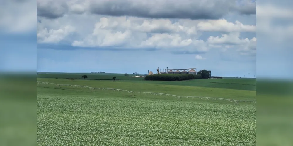 Segundo o Ipardes, a agropecuária registrou elevação real de 37,28%