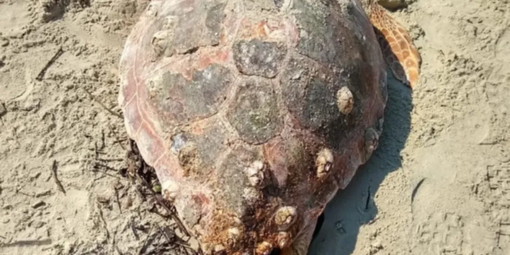 O registro de animais marinhos mortos permite a coleta de dados importantes para a conservação das espécies