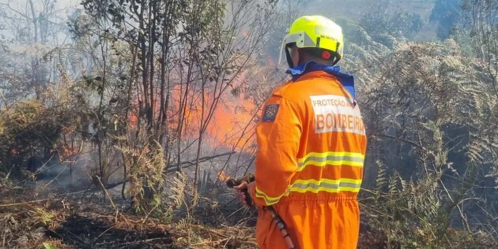 Medidas como essa são importantes para ajudar a eliminar a árvore exótica invasora
