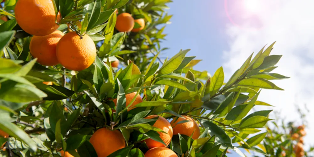 A laranja apresenta o segundo melhor desempenho neste ano