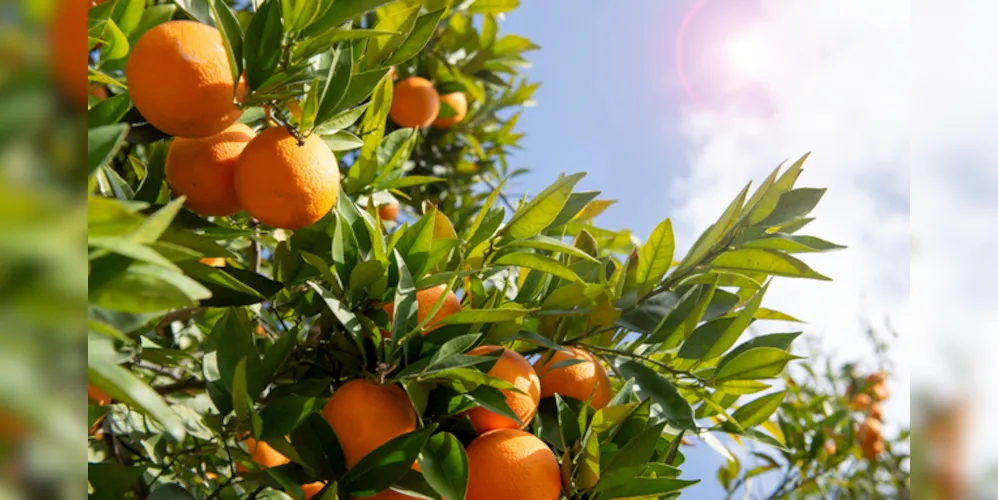 A laranja apresenta o segundo melhor desempenho neste ano