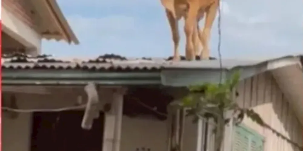 Vaga terá de ser retirada com um guincho