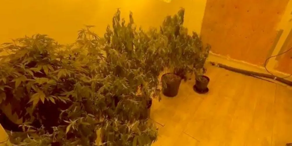 PCPR prende quatro homens e apreende 50 pés de maconha em Curitiba e RMC