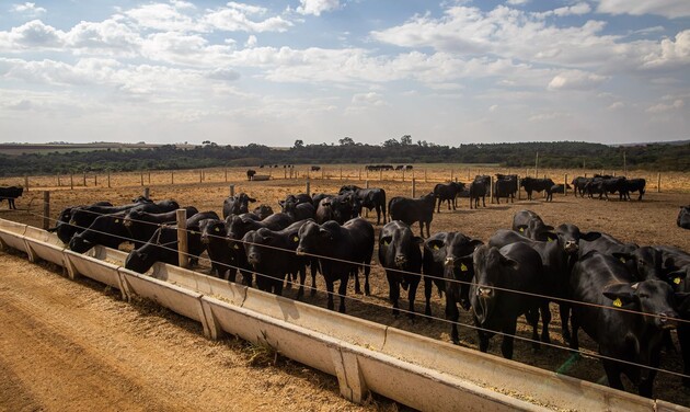 As regiões Sul e Sudeste são as maiores produtoras de leite