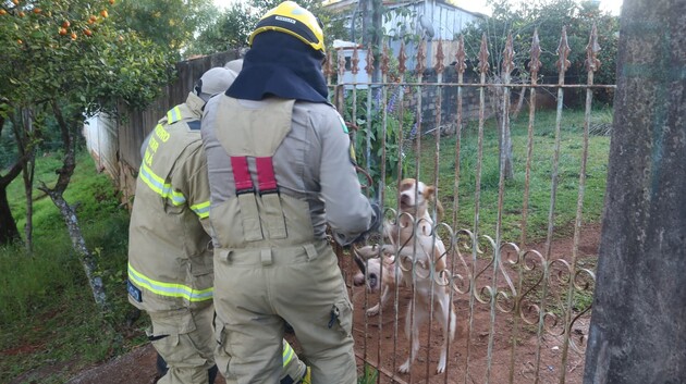 Pitbulls foram reconduzidos à residência pelos bombeiros