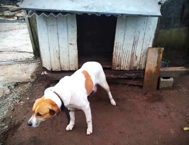 Cão teria sido vítima de chicotadas na região da Boa Vista, em Ponta Grossa