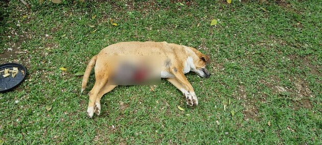 Inquérito investiga o crime, com aumento de pena pela morte do animal.