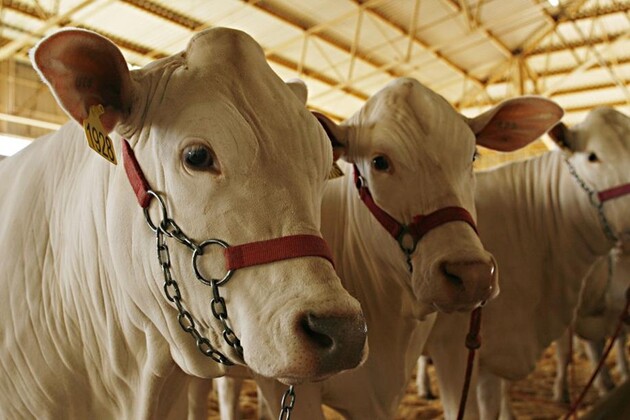 Outro atrativo para o público serão as exposições de ovinos e bovinos, com mais de mil animais de várias raças