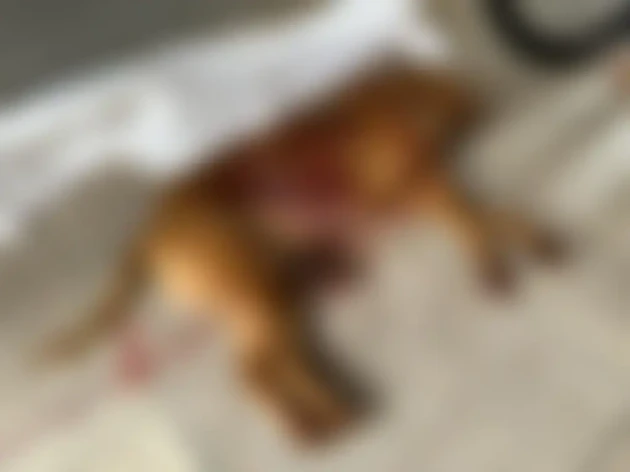 Os tutores do pitbull negam que o cão tenha atacado o agressor