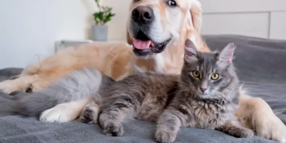 Cuidados individualizados e personalizados para os pets: quatro mitos e verdades para tutores