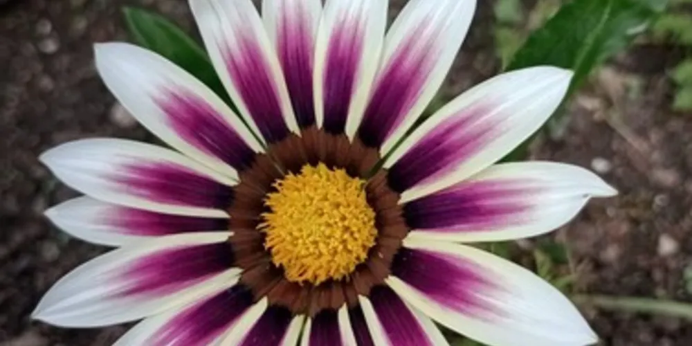 Imagens mostram as belezas da estação das flores