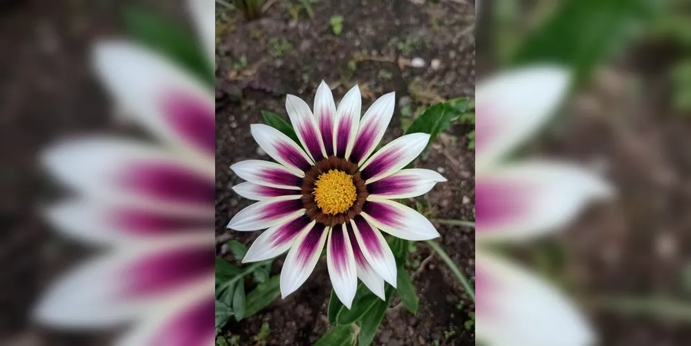 Imagens mostram as belezas da estação das flores