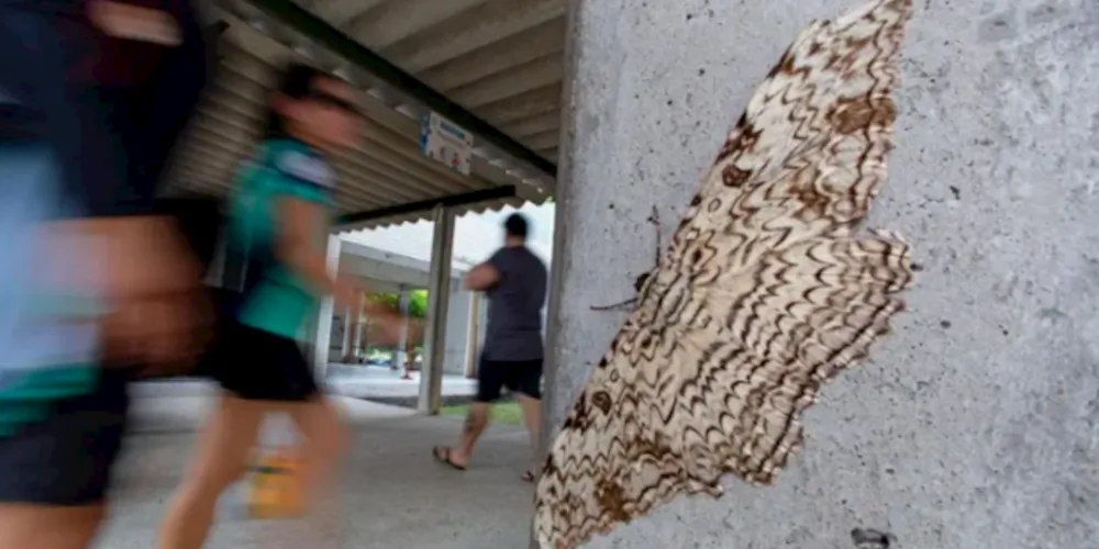 Os internautas reagiram ao tamanho da bruxa-branca. “Quase uma ave kkkk”, escreveu um