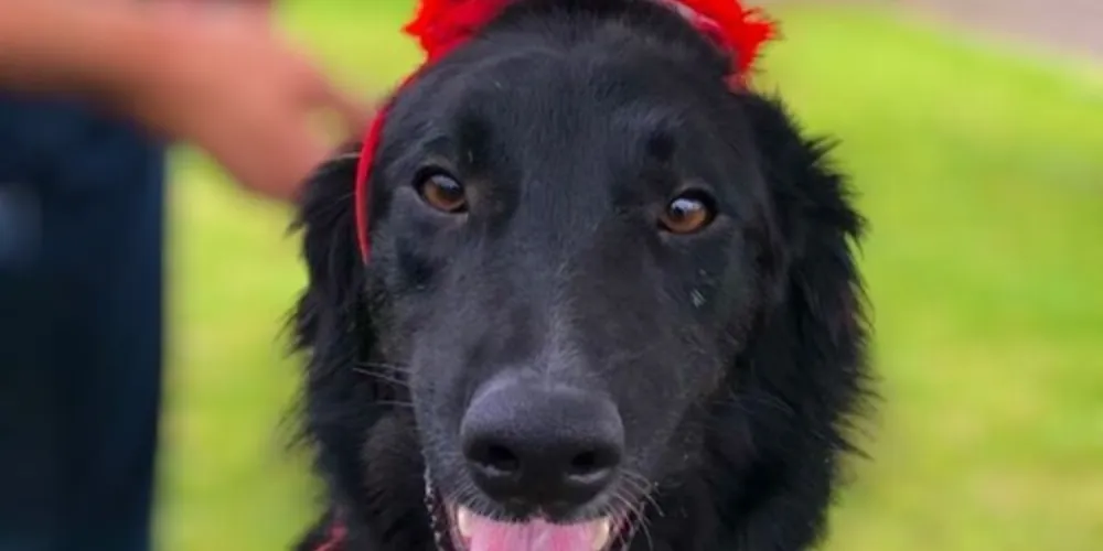 A iniciativa destaca a oportunidade de adotar animais sob os cuidados do CRAR