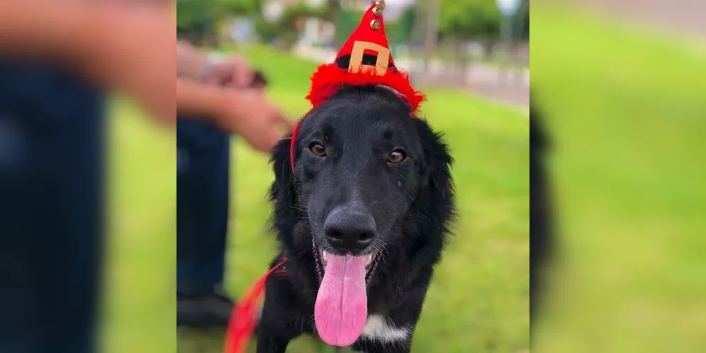 A iniciativa destaca a oportunidade de adotar animais sob os cuidados do CRAR