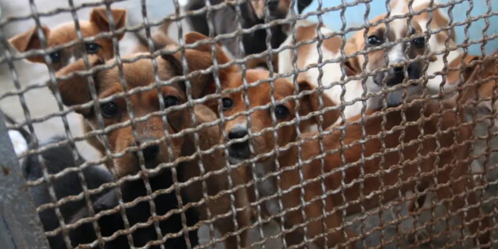 Desde o início do ano, 225 animais que passaram pelo CRAR conseguiram um lar