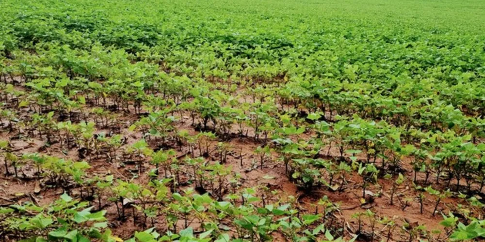 Um dos cultivos mais afetados é o feijão de 1ª safra, que já foi plantado
